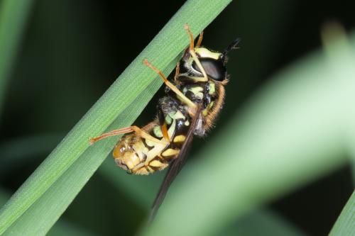 Réf. 203 405 : Chrysotoxum cautum
